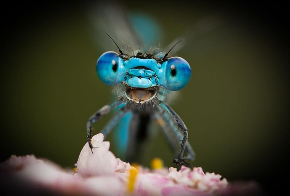 A blue dragonfly that appears to be smiling at the camera.