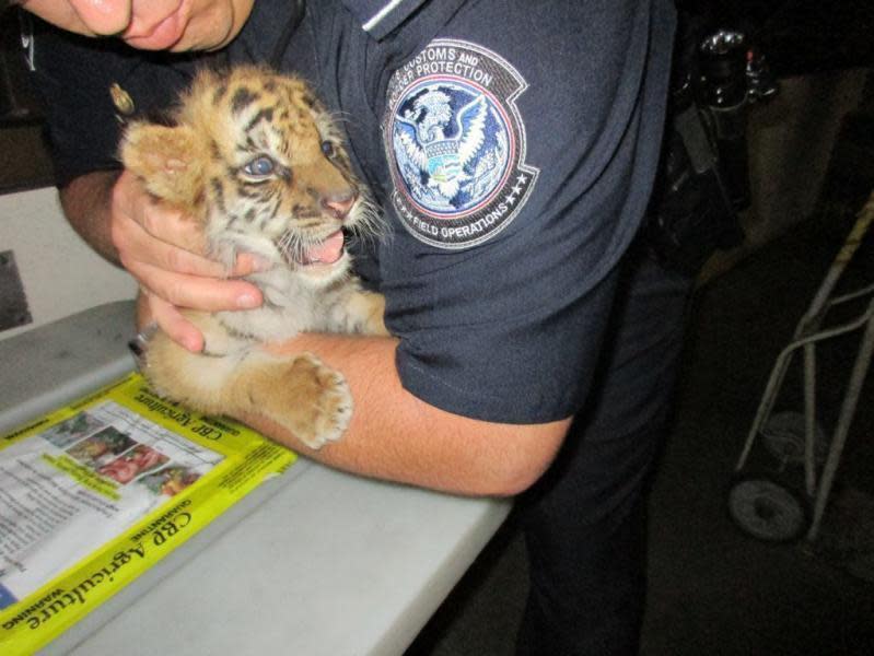 The tiger cub was named Moka and now lives at the San Diego Zoo Safari Park: US Customs and Border Protection