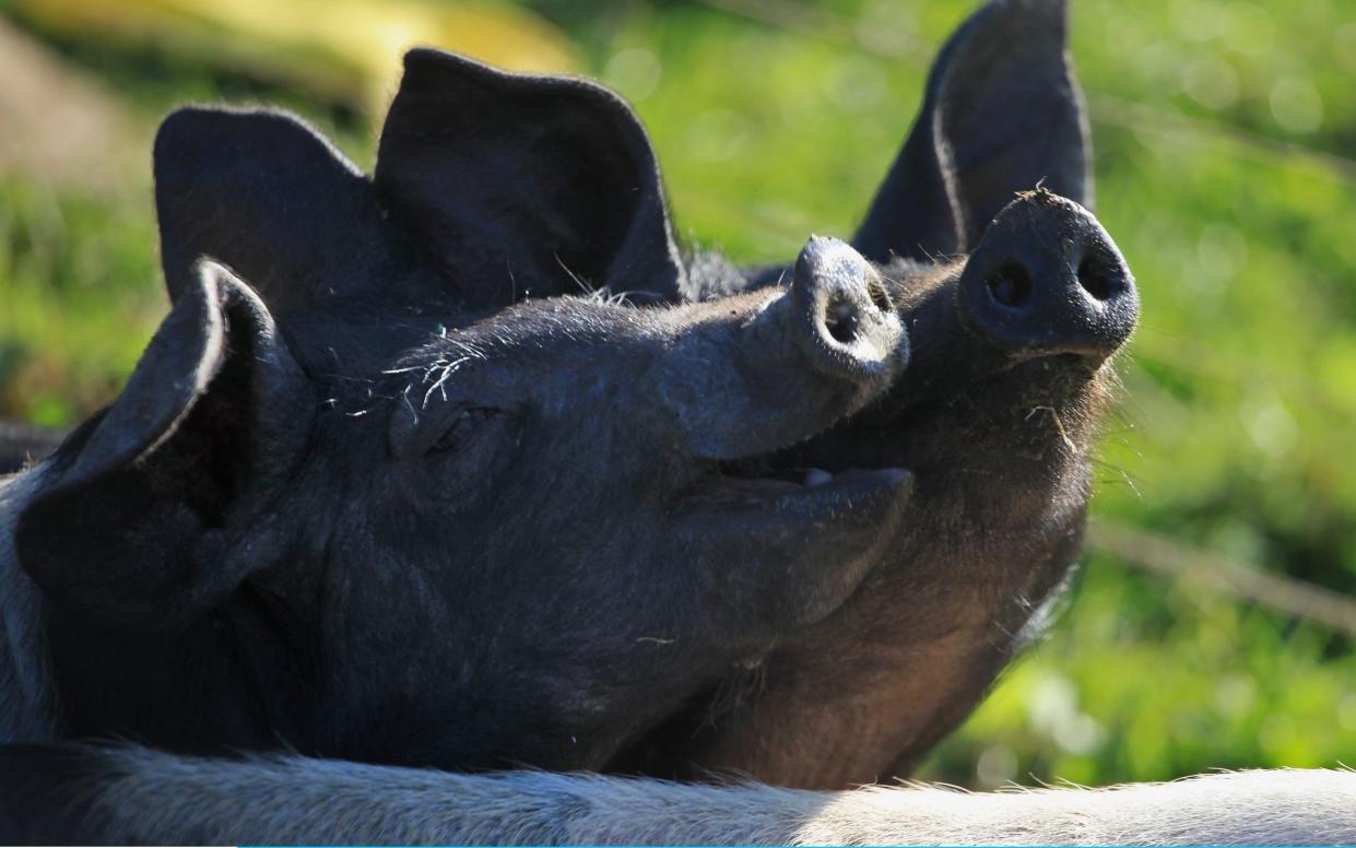 A new strain of swine flu has been found in a patient in North Yorkshire