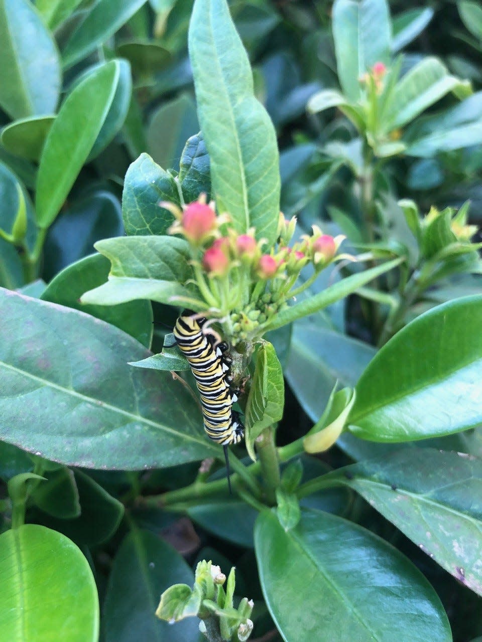 A monarch caterpillar crawls on milkweed.