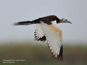 The resident <strong>Pheasant-tailed Jacana</strong> (<em>Hydrophasianus chirurgus</em>) is very attractive in its breeding plumage. Jacanas have large toes that enable them to walk on lilypads.