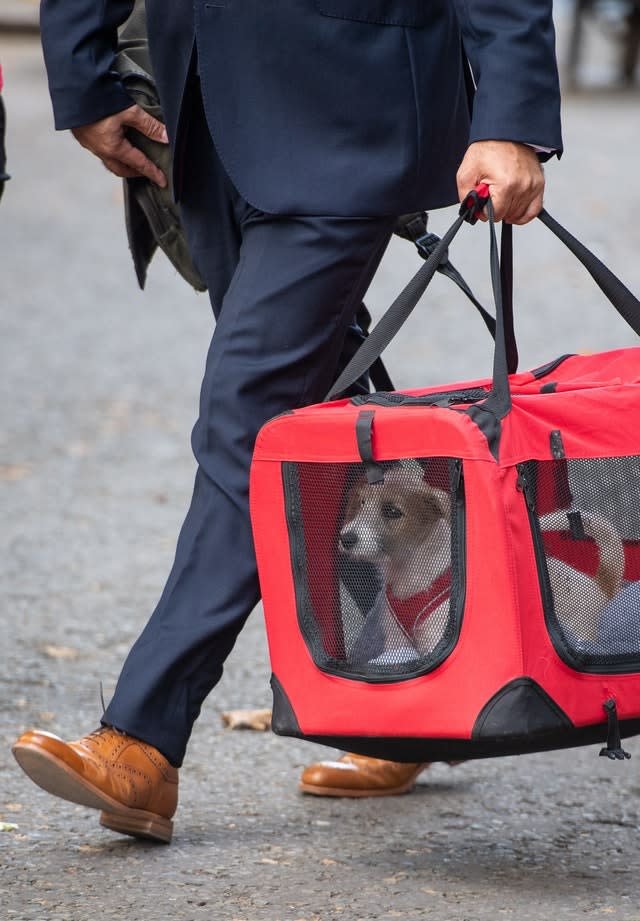 Downing Street dog