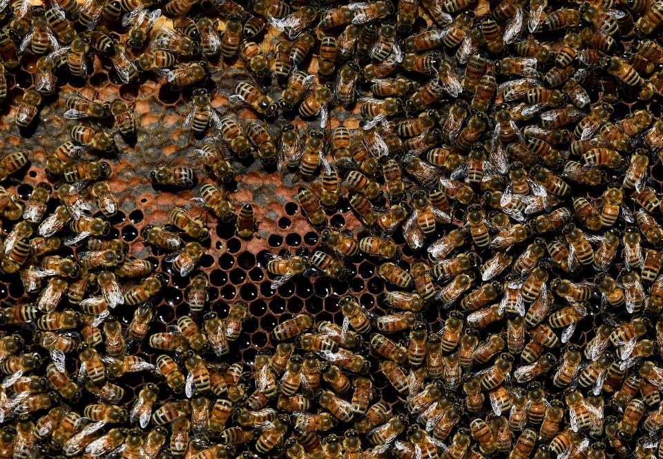 A frame of bees from a hive at Baby Birds Bees Pure Honey, Friday, Dec. 15, 2023, in Lebanon, Tenn.