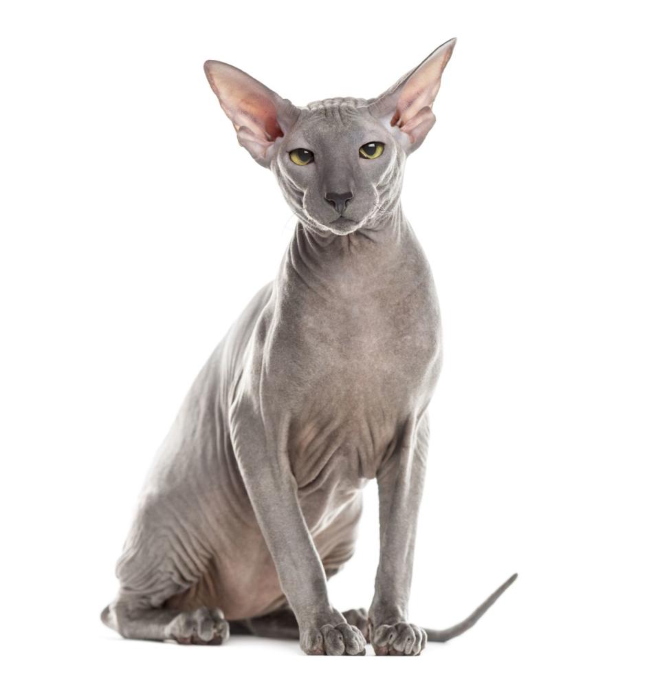 6) Peterbald