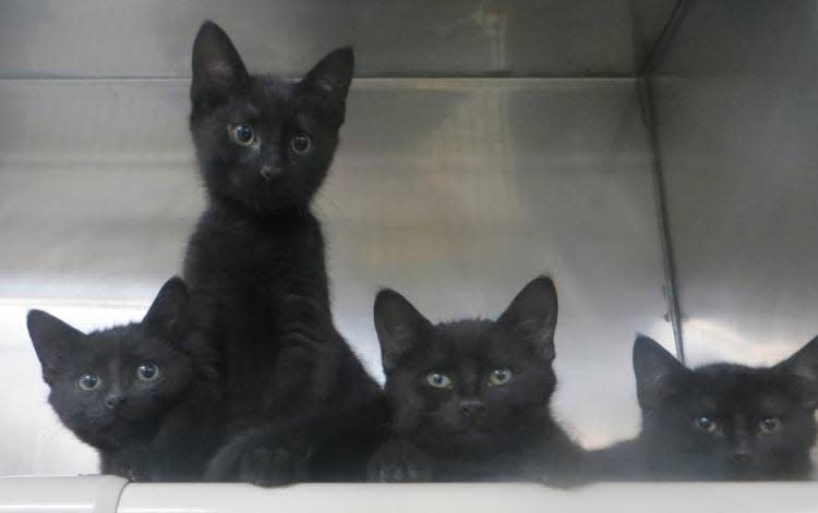The Taunton Animal Shelter Pets of the Week are bonded cat siblings known as the Little Rascals.
