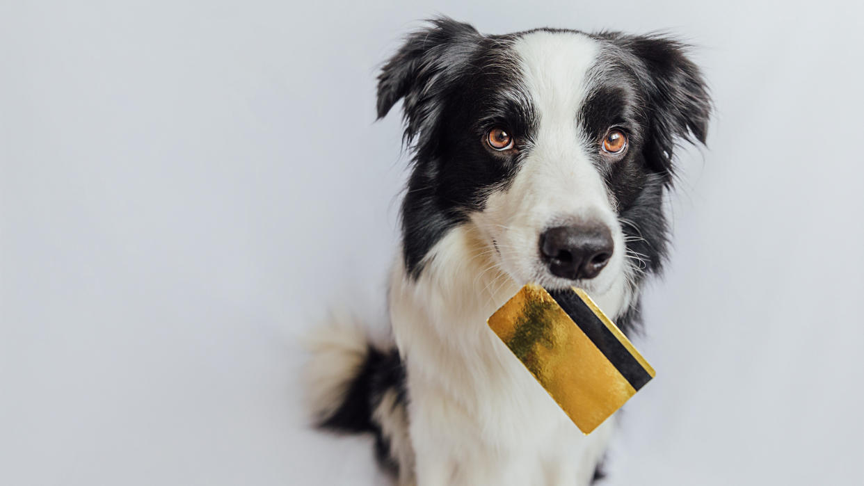  Dog with gold credit card in mouth. 