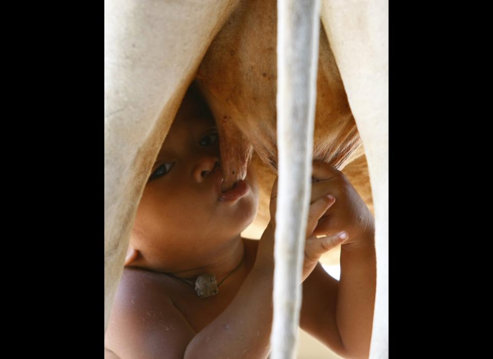 Tha Sophat, a 20-month-old Cambodian boy, suckles from a cow in Koak Roka village, Siem Reap province, Cambodia, Friday, Sept. 9, 2011. Tha Sophat started suckling the cow in July after he saw a calf do the same since his parents moved to Thailand in search of work, said his grandfather UmOeung.