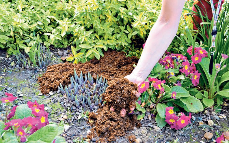 peat-free compost gardening plants flowers environment
