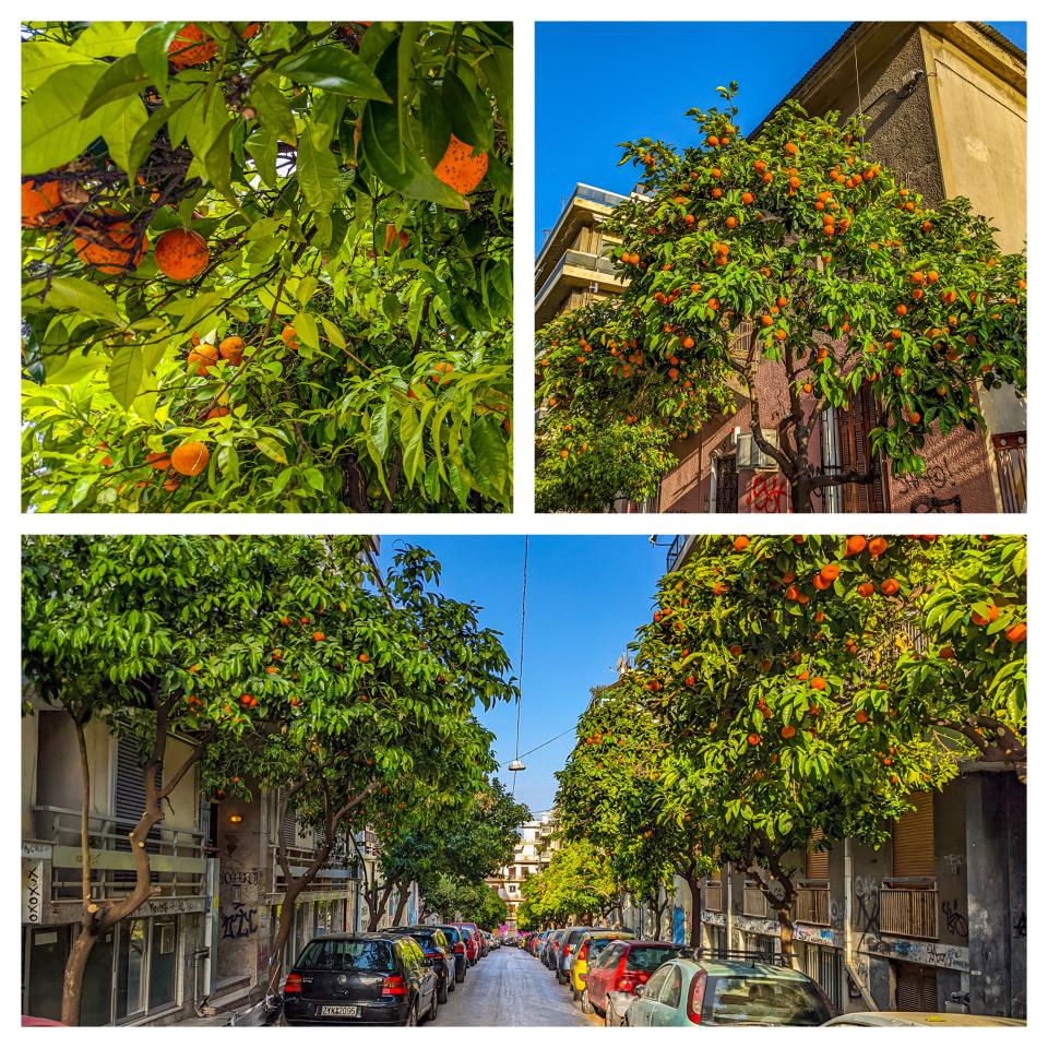 A collage of orange trees in the streets of Valencia