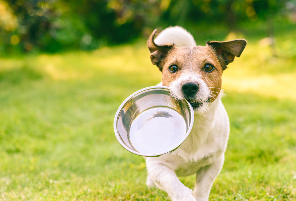 Jack Russell Terrier dog carrying in mouth metal plate