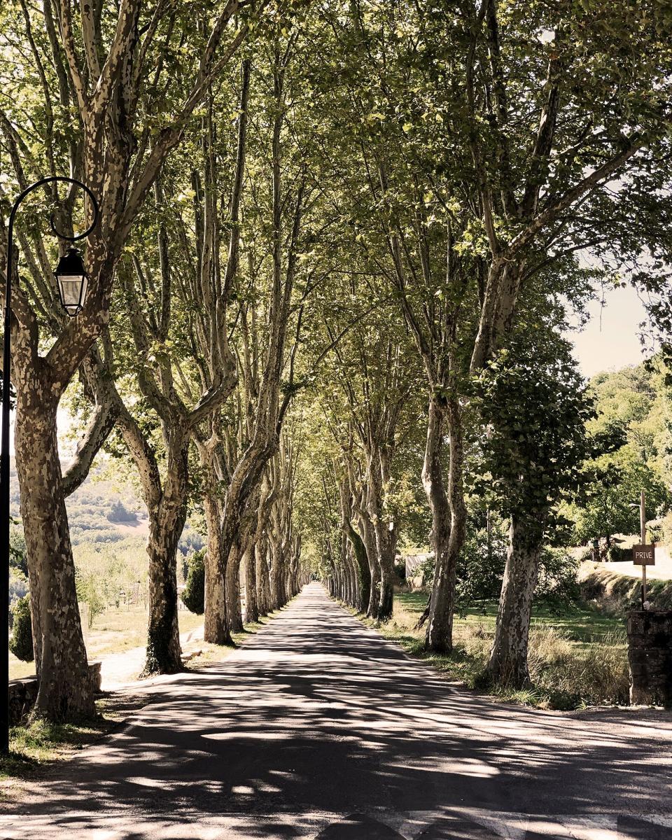 Trees in Faugéres