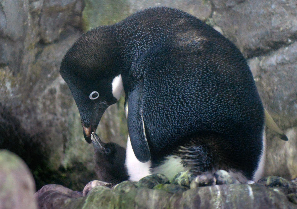 A baby Adelie penguin (L), who was born on July 10, 2013, and a mother share a moment at the Osaka Aquarium Kaiyukan on July 26, 2013. (KAZUHIRO NOGI/AFP/Getty Images)