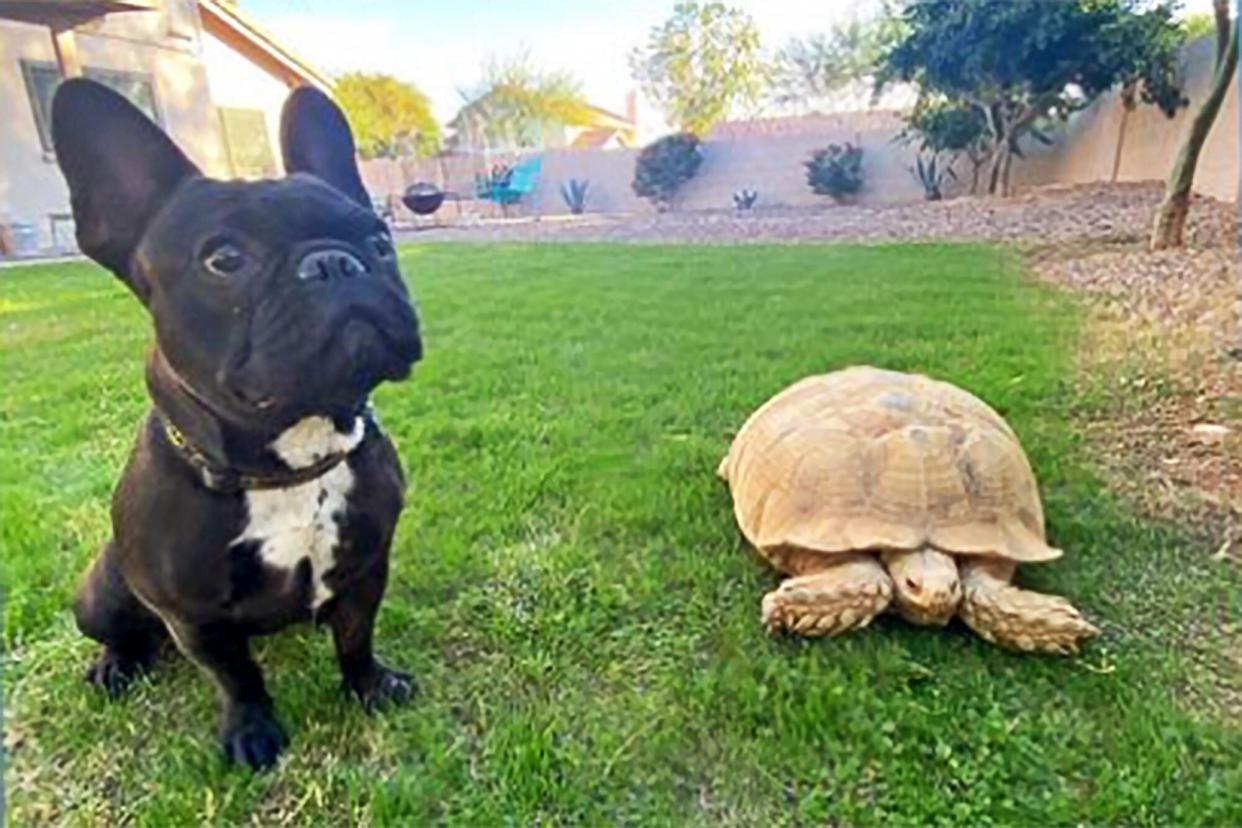 tortoise traps dog in burrow who is now rescued