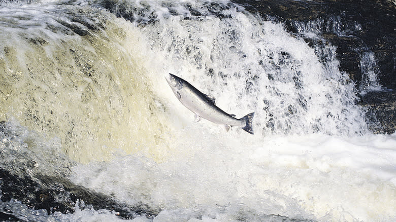 Salmon leaping up stream