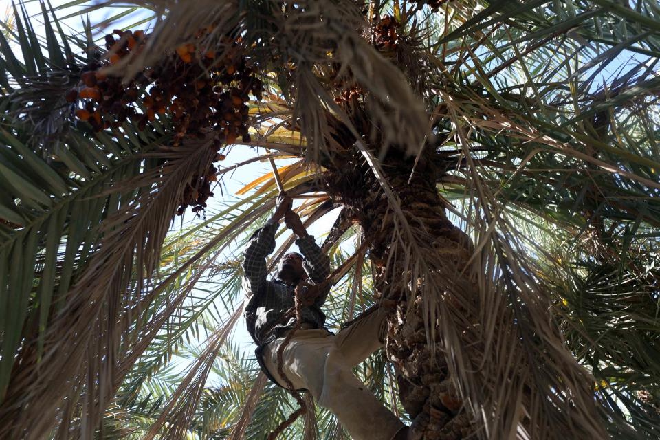 A worker collects dates from a palm tree at a farm in Siwa