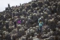 <p>A l'occasion de trois missions auxquelles ont participé une dizaine de scientifiques, des mousses et lichens nouveaux pour le Venezuela ont été trouvés sur le glacier de Humboldt. </p>