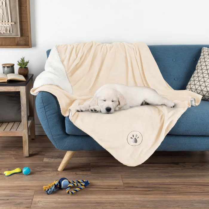 A young white Labrador puppy sleeps on a sofa covered with the blanket in cream