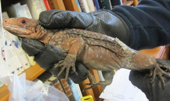 13-iguanas-stuffed-socks-seized-heathrow