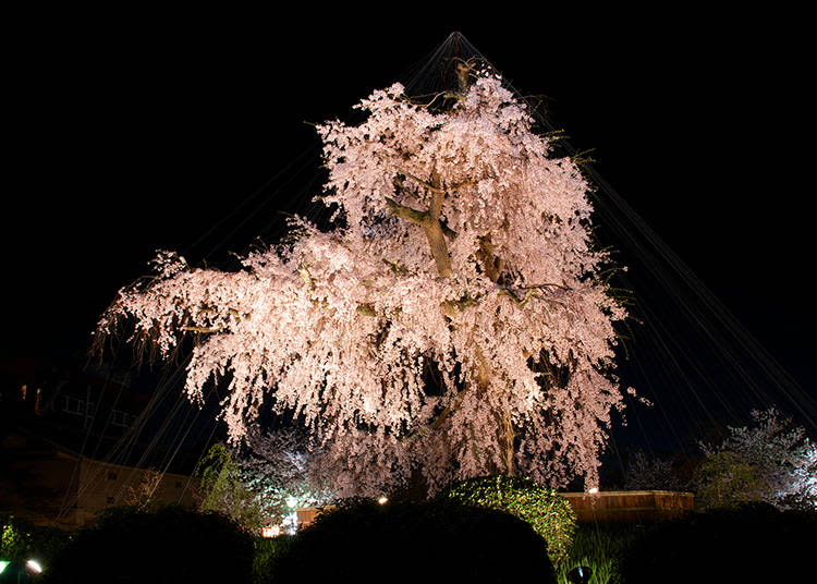 Yozakura at Maruyama Park (Photo: PIXTA)