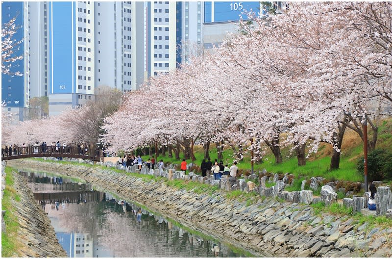 韓國釜山｜東三海水川櫻花路（동삼해수천 벚꽃길）