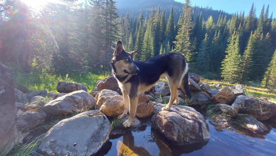 Vera, pictured, got caught in three leg-hold traps while walking along a popular recreational trail in Kitimat, B.C. (Alexis Toews - image credit)