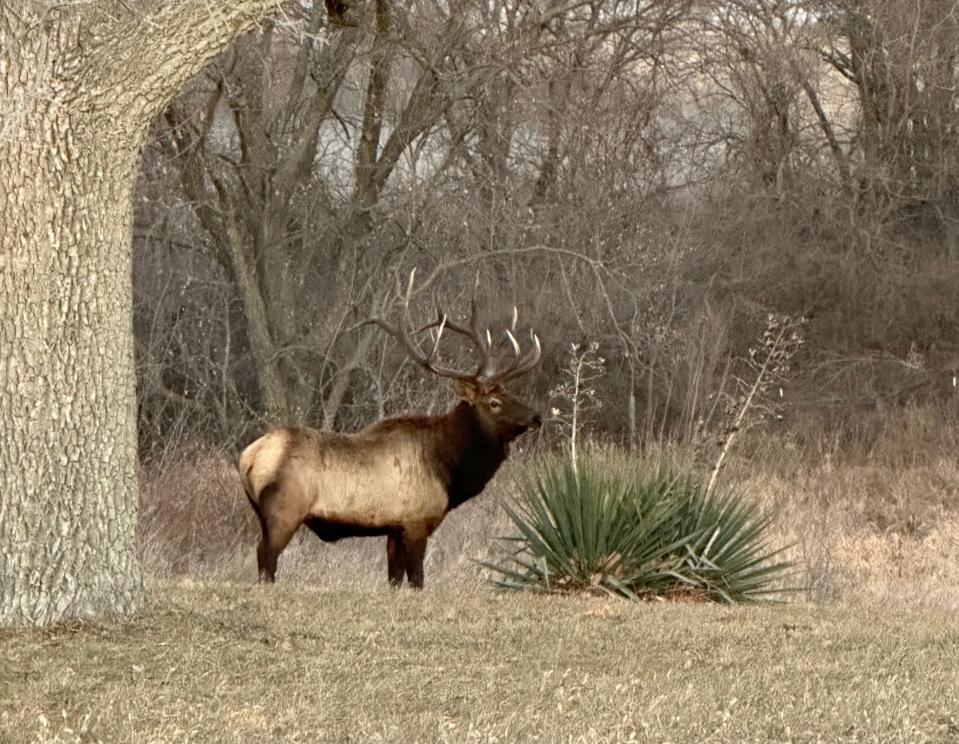 Elk were once abundant in Iowa, but now are a rare site. Jared McDonald, of Winterset, spotted this elk in rural Madison County on Wednesday, Dec. 13, 2023.