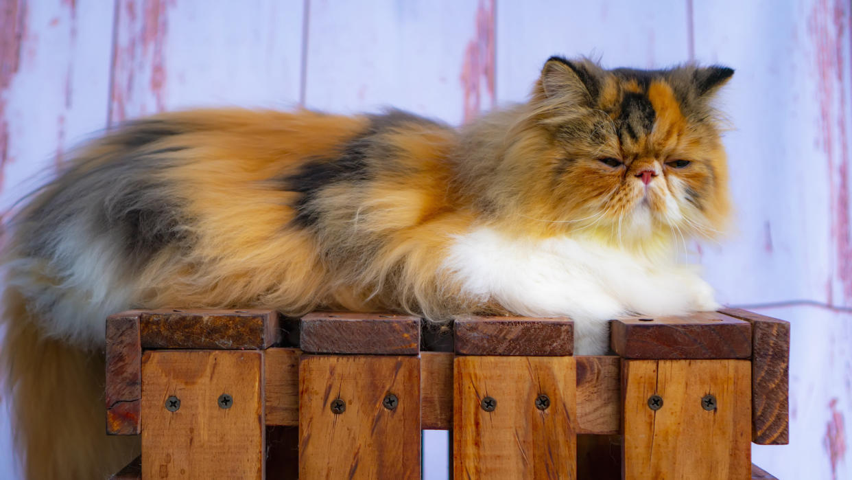 Calico persian cat lying down watching