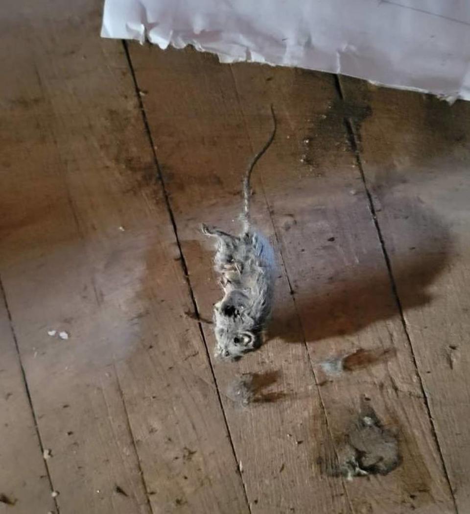 A photo shows a dead rodent in what a source identified as a basement stairway at the Moran Queen-Boggs Funeral Home in Centralia outside of its embalming room. The source who provided the photo requested anonymity due to safety concerns. The funeral home’s director, Hugh Moran, would not confirm its authenticity.