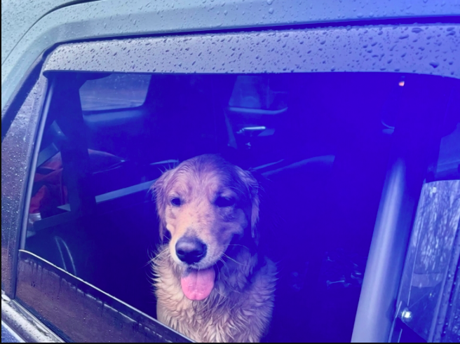Thanks to the quick work from a Massachusetts state trooper, a dog was able to reunite with her family on Christmas Day. (Massachusetts State Police)