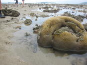 A type of coral found on Semakau. (Yahoo! Singapore/ Karen Vera)