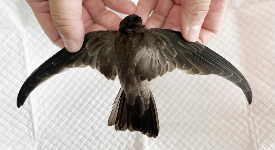 台南鳥會野鳥救傷組受理第一筆金絲燕救傷紀錄。（記者陳治交攝）