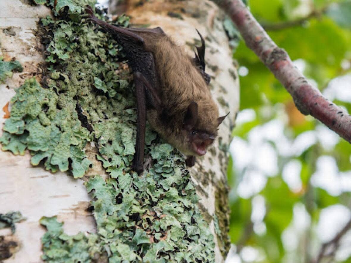 Retired biologist Edwin DeMont discovered the bats by using a device that can record ultrasonic frequencies bats use to echolocate. (Darrian Washinger - image credit)