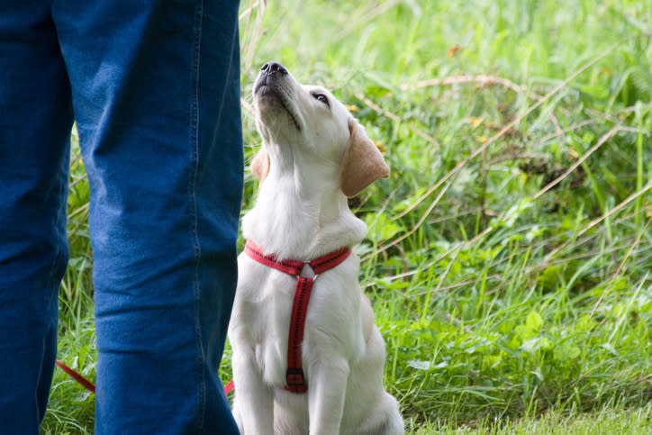 Person in blue jeans with a yellow lab puppy wearing a red harness sitting and looking up at them in a grassy outdoor setting