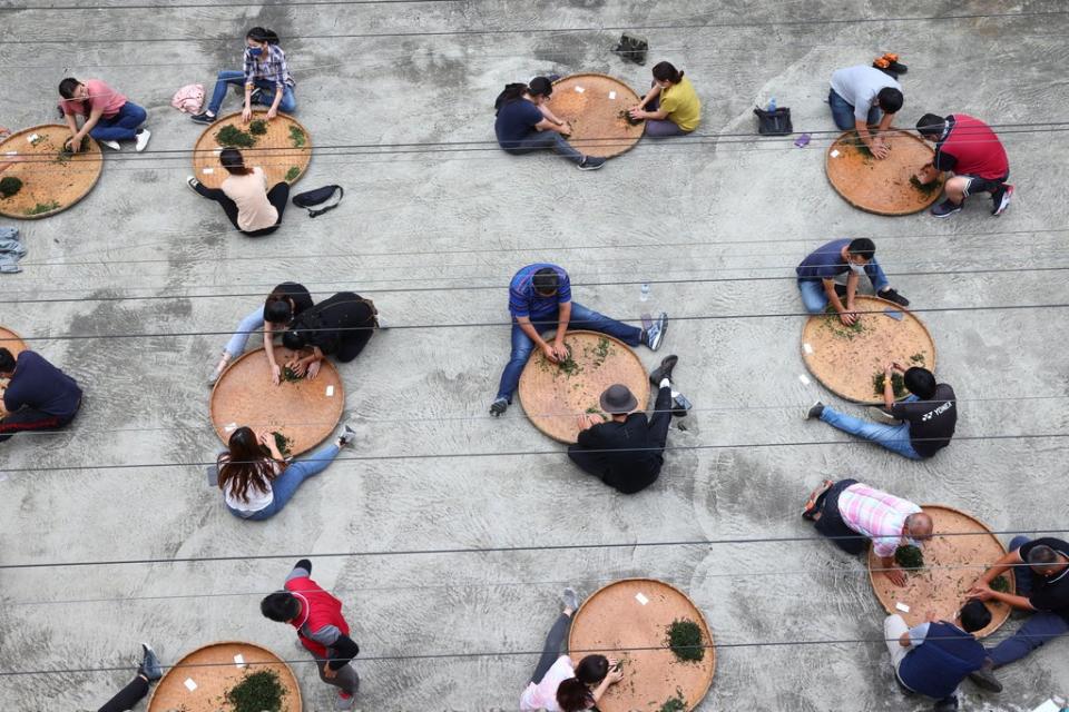 Students learn how to handroll tea at a training workshop at the Tea Research and Extension Station in Nantou (Reuters)