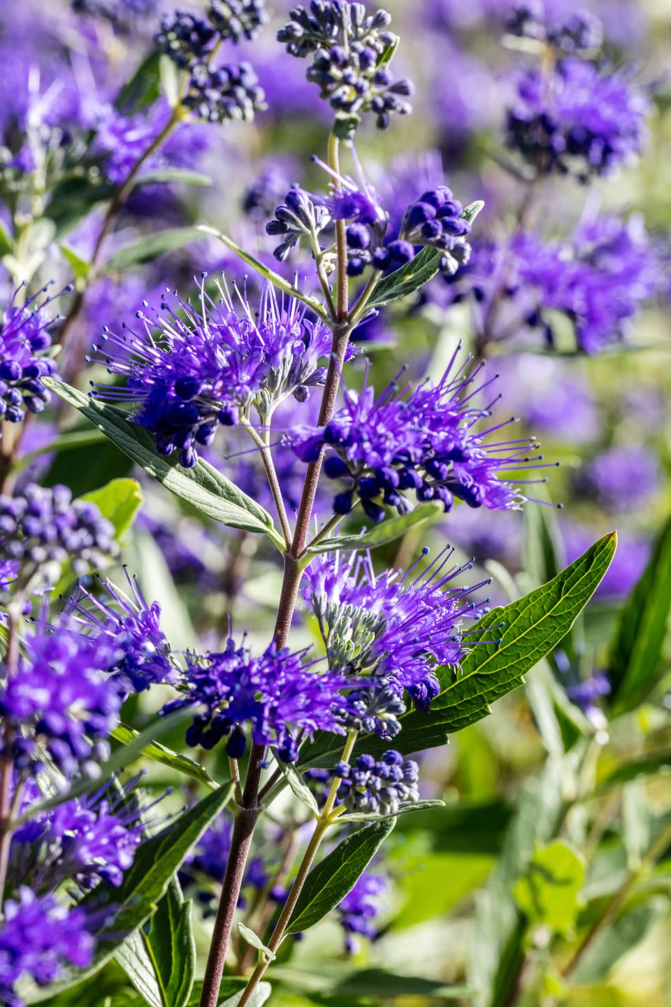 best flowering trees caryopteris