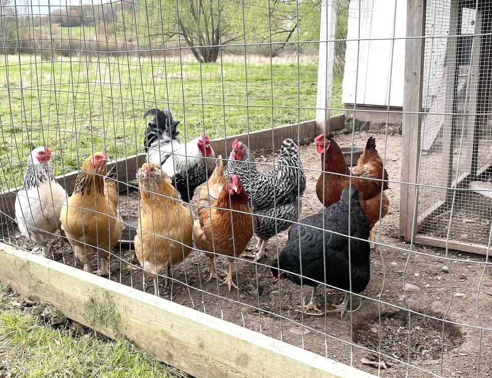 A mixed flock of hens are shown in a chicken run, an enclosure designed to keep them contained and safe from predators. Some municipalities require chickens be kept contained.