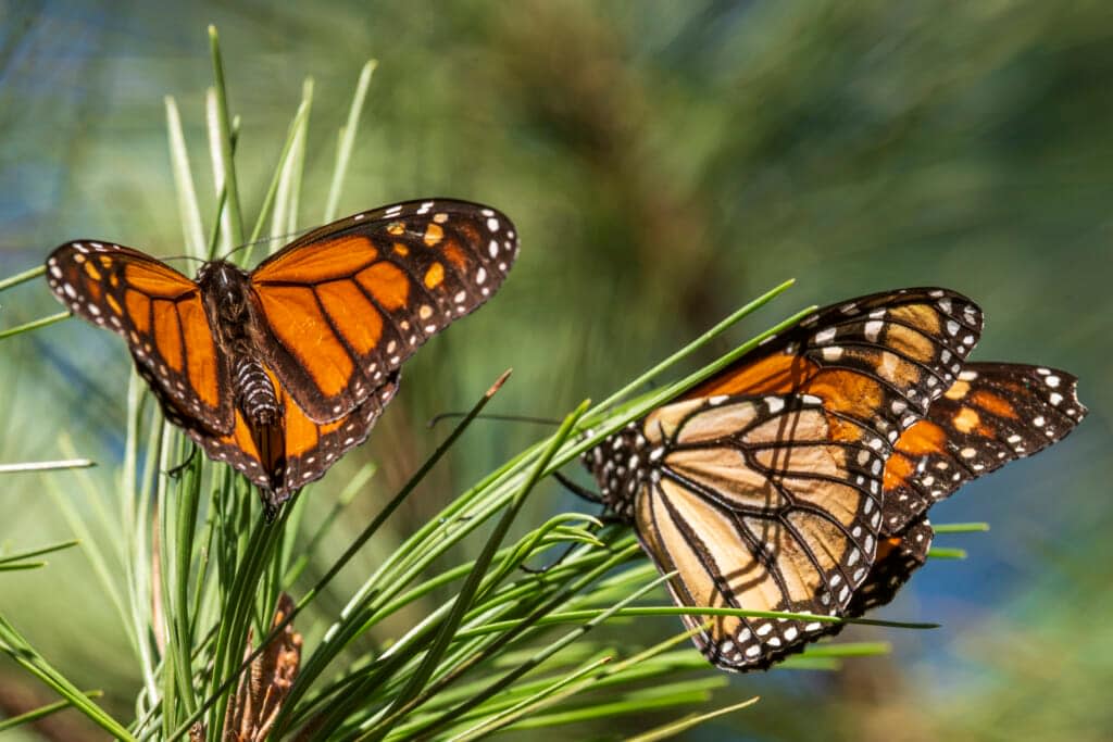Monarch butterflies land on branches at Monarch Grove Sanctuary in Pacific Grove, Calif., Wednesday, Nov. 10, 2021. (AP Photo/Nic Coury, File)