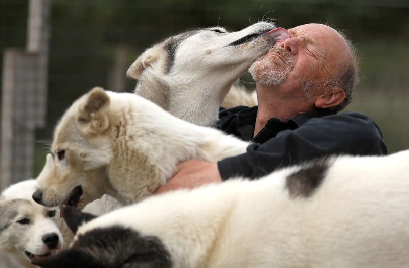 Siberian Husky breeder Stephen Biddlecombe sits among some of his dogs at his home, in Tonbridge