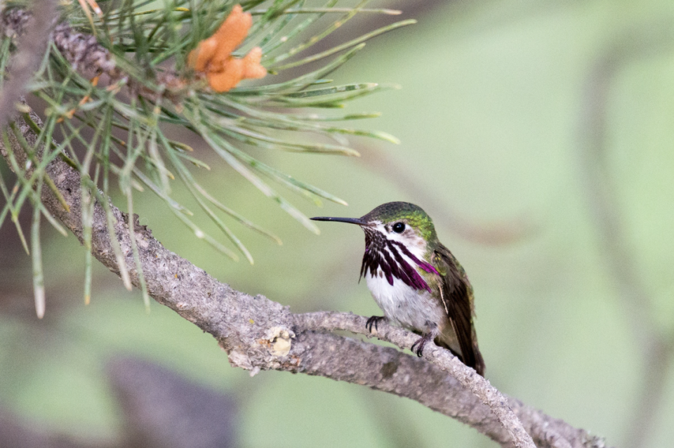 The calliope hummingbird is the smallest bird in the United States. The tiny hummingbird passes through California on its annual migration from the Pacific Northwest and British Columbia to central Mexico.