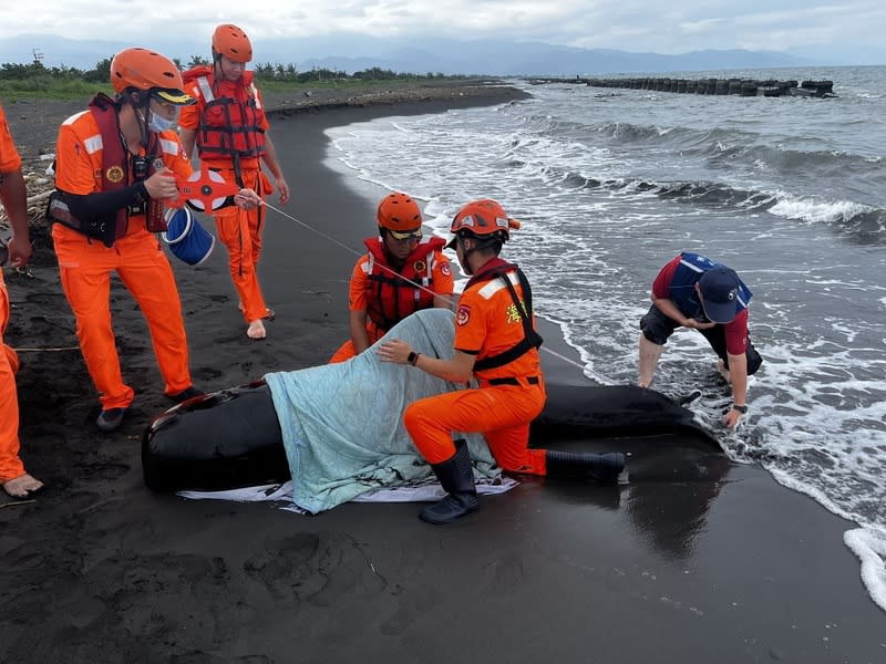 海保署佳冬塭豐海堤沙灘救援擱淺鯨豚 海洋保育署6日接獲通報，指屏東佳冬鄉塭豐海堤沙 灘有1隻擱淺的短肢領航鯨，隨即派救援團隊到場處 置，第一時間判斷擱淺領航鯨呼吸、心跳狀態穩定。 （海保署提供） 中央社記者黃郁菁傳真  113年6月6日 