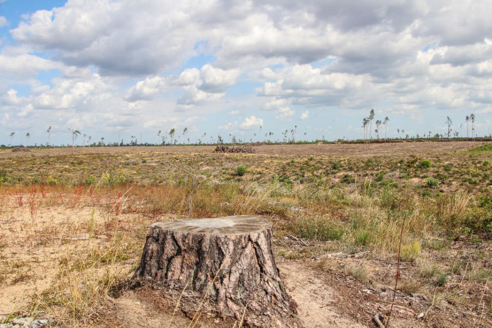 La déforestation progresse