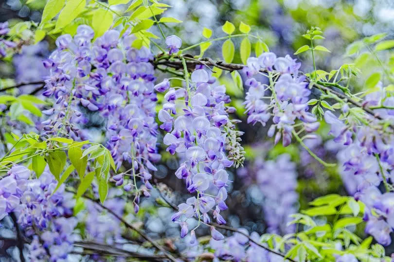 Chinese wisteria flowers bloom with cascades of bluish-purple blossoms