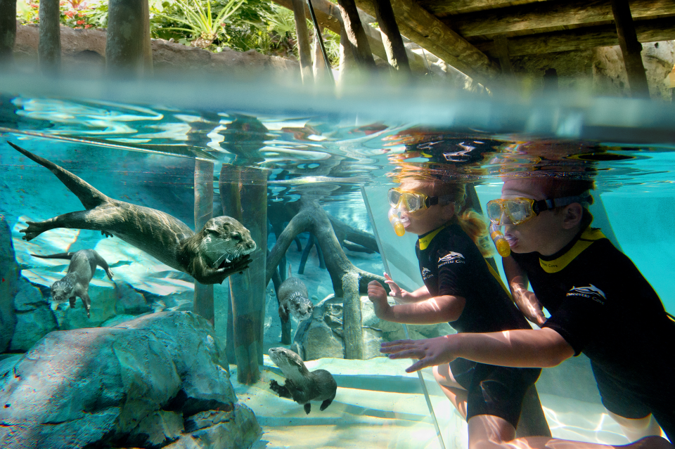 Experience an all-new animal adventure like no other at Discovery Cove