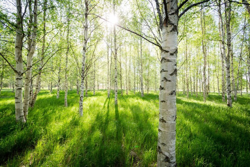 Aus der Birke kann unter anderem der Birkenzucker D-Mannose gewonnen werden, der sehr gut bei Blasen- und Nierenerkrankungen hilft. Auch bei Gicht, Rheuma, Hautproblemen und Augenringen kann der als Heilpflanze genutzte Baum Besserung bewirken. (Bild: iStock / annaia)