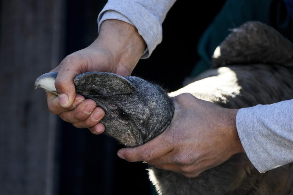 A member of the Andean Condor Conservation Program holds Huasi, who was born and raised at the program almost three years prior and whose name means "home" in the Quechua Indigenous language, as a GPS transmitter is placed on him the day before his release in the Sierra Paileman in the Rio Negro province of Argentina, Thursday, Oct. 13, 2022. For 30 years the Andean Condor Conservation Program, has hatched chicks in captivity, rehabilitated others and freed them across South America. (AP Photo/Natacha Pisarenko)