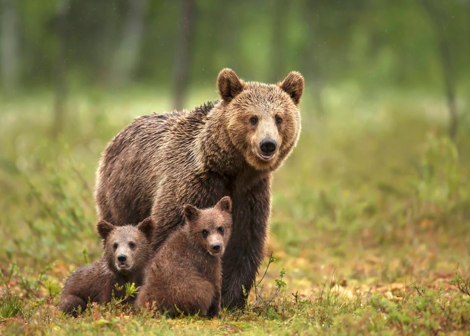 Finland is a hotspot for bear watching – especially at night - getty