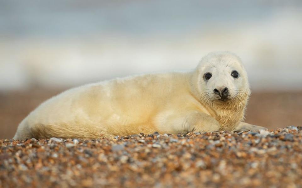 A grey seal at Blakeney Point - Getty
