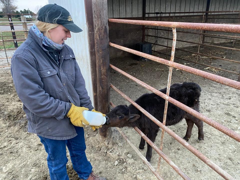 Hannah Borg feeds a calf on her farm in northern Nebraska (Richard Hall / The Independent)