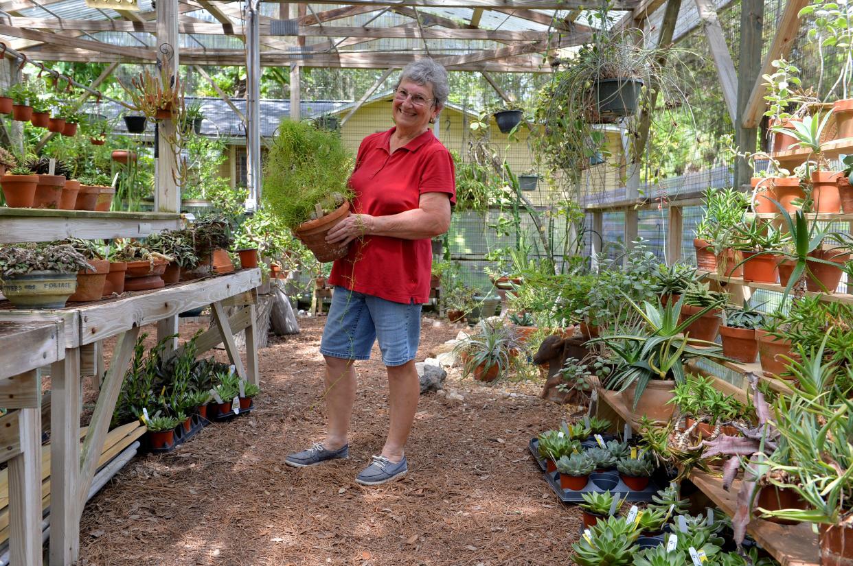Susan Palmieri, president of the Sarasota Succulent Society, holds a rare Bowiea volubilis in the Succulent Display House on Thursday.