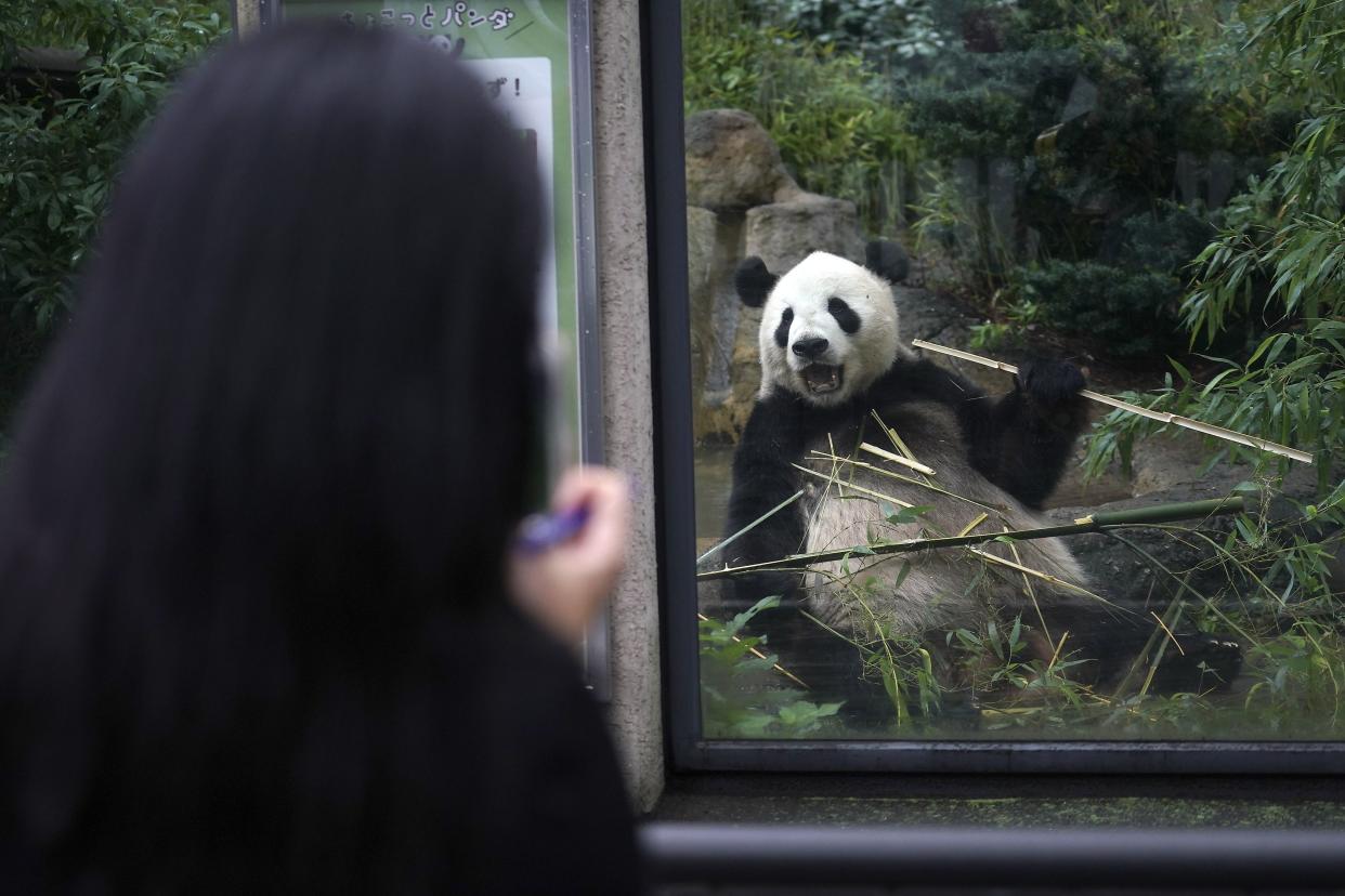 Giant Panda Riri is seen at the reopened Ueno Zoo in Tokyo, Japan on Tuesday, June 23, 2020. Hundreds of Tokyo residents flocked to Ueno zoo on Tuesday after it reopened for the first time since it closed in February due to coronavirus restrictions.